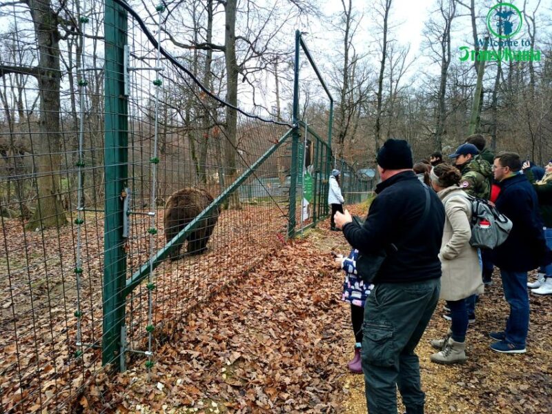 Bear Sanctuary & Bran Castle & Airport OTP From Brasov - Insights Into Bran Castle