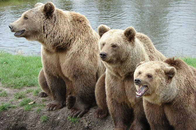 Bear Sanctuary, Bran Castle & Rasnov Fortress - Tour From Brasov - Key Points