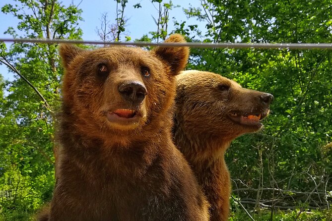 Bear Sanctuary, Bran Castle & Rasnov Fortress - Tour From Brasov - Transportation and Accessibility