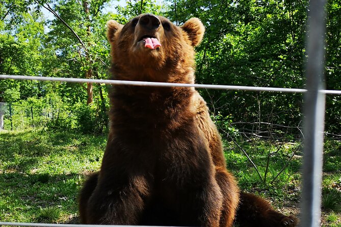 Bear Sanctuary, Bran Castle & Rasnov Fortress - Tour From Brasov - Customer Feedback and Reviews