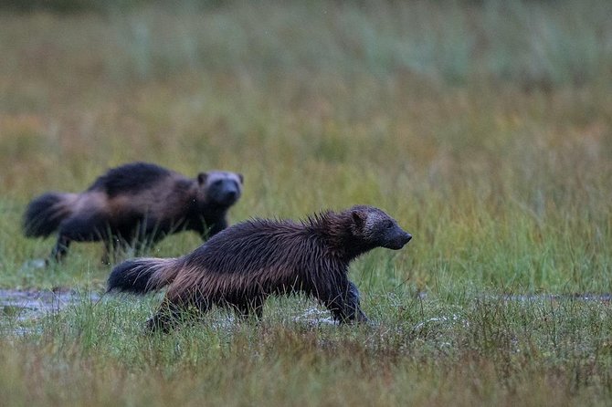 Bear Watching, Evening Trip - Pricing and Cancellation