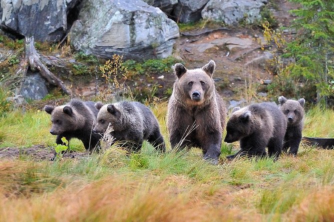 Bear Watching, Evening Trip - Responsible Bear Watching