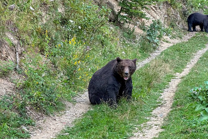 Bear Watching In Brasov: Observe Wild Bears From A Hideout - Tour Logistics