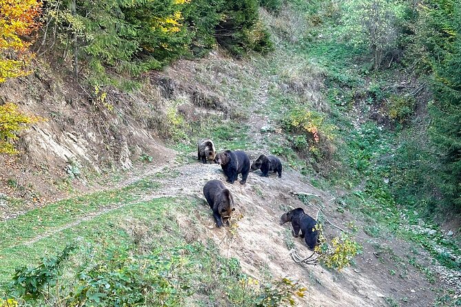 Bear Watching In Brasov: Observe Wild Bears From A Hideout - Activity Expectations
