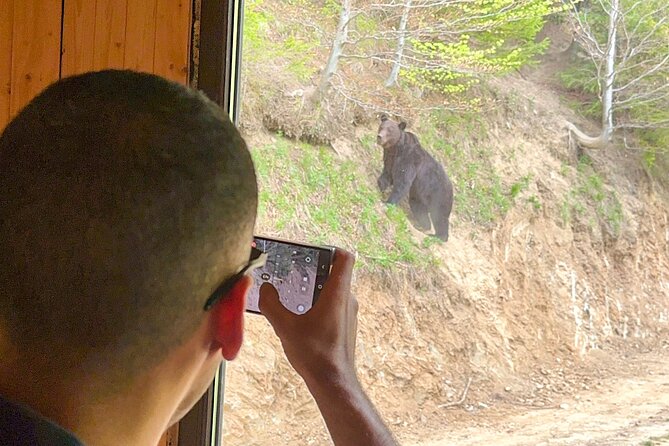 Bear Watching In Brasov: Observe Wild Bears From A Hideout - What to Expect