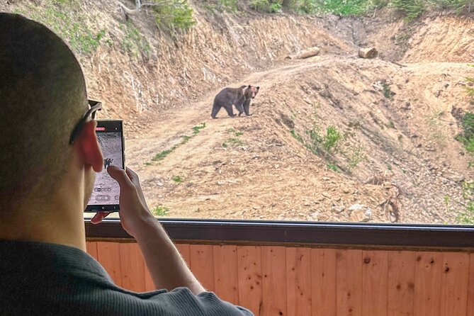 Bear Watching In Brasov: Observe Wild Bears From A Hideout - Exploring the Brasov Region
