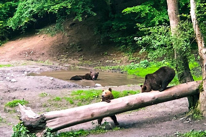 Bear Watching in the Wild From Brasov - Seasonal Availability