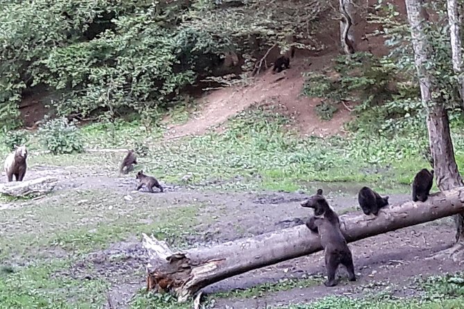 Bear Watching in the Wild From Brasov - Cancellation and Refund Policy