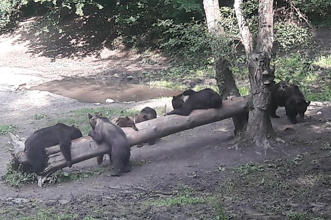 Bear Watching in the Wild From Brasov - Guest Reviews and Feedback