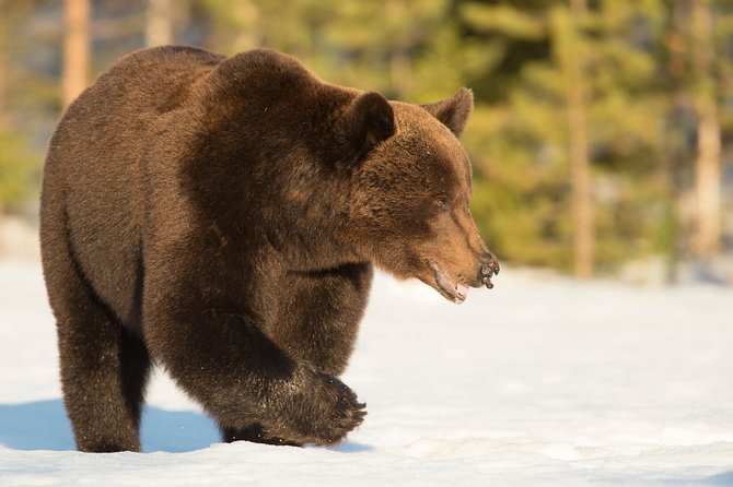 Bear Watching, Night Trip - Pricing and Cancellation Policy