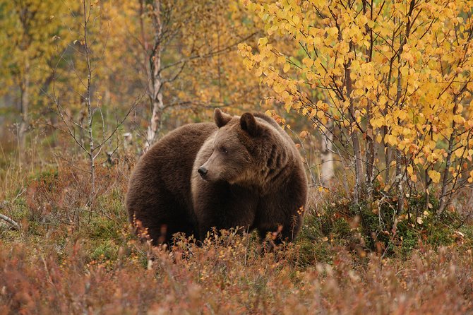 Bear Watching, Night Trip - What to Expect During the Tour