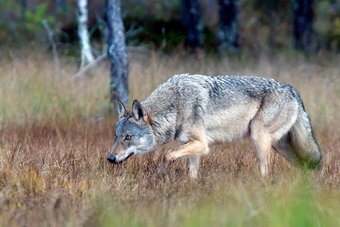 Bear Watching, Night Trip - Tips for a Successful Visit