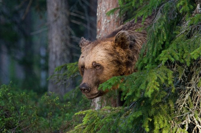 Bear Watching, Night Trip - Questions About Staying Here
