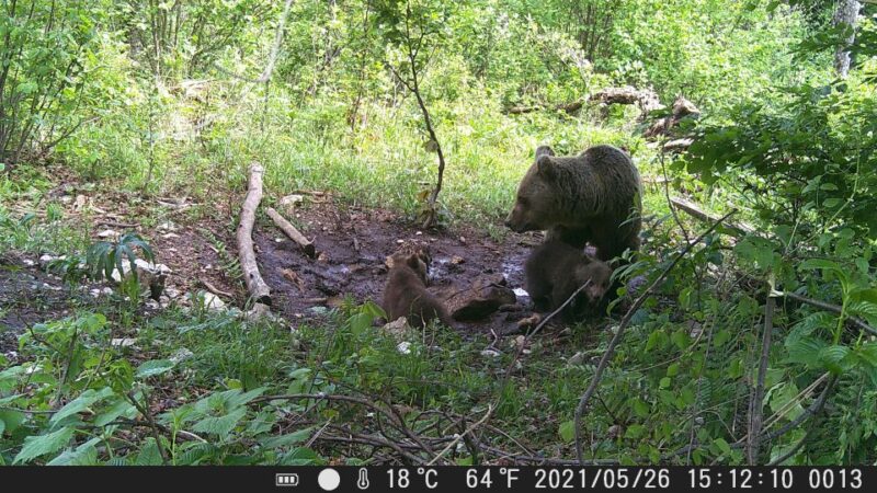 Bear Watching Slovenia With Ranger and Local Guide - Key Points
