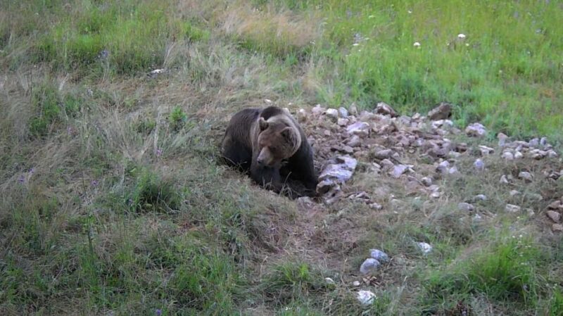 Bear Watching Slovenia With Ranger and Local Guide - Experience and Itinerary