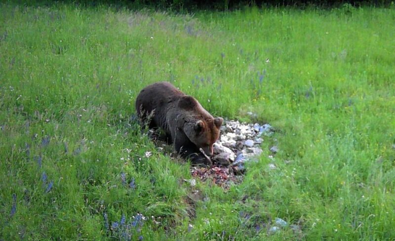 Bear Watching Slovenia With Ranger and Local Guide - Guide and Safety Information