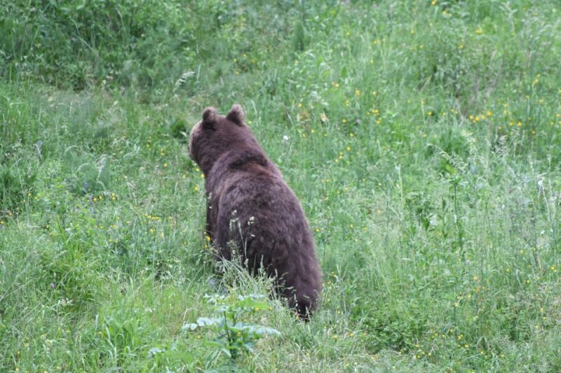 Bear Watching Slovenia With Ranger and Local Guide - Equipment and Recommendations