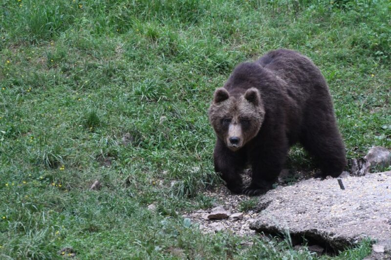 Bear Watching Slovenia With Ranger and Local Guide - Meeting Point and Transportation