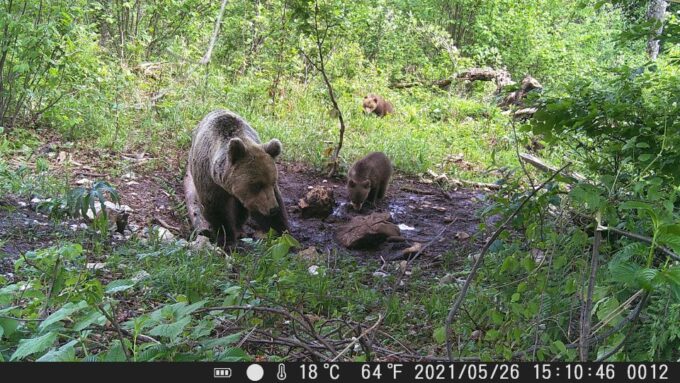 Bear Watching Slovenia With Ranger and Local Guide - Customer Reviews