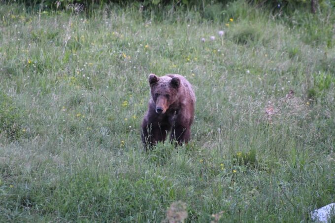 Bear Watching Slovenia With Ranger and Local Guide - Pricing and Inclusions