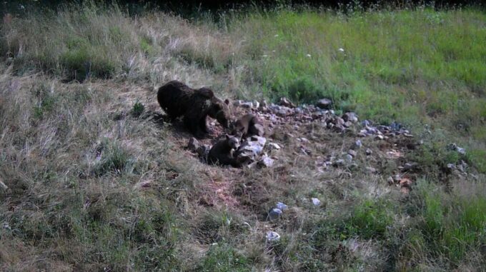 Bear Watching Slovenia With Ranger and Local Guide - Cancellation and Refund Policy