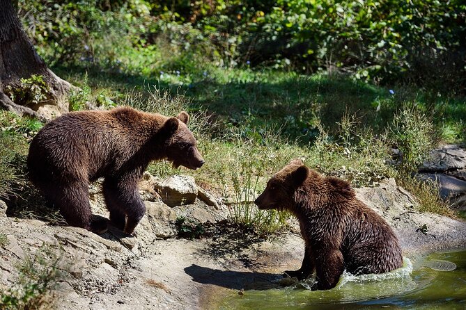 Bears Libearty Sanctuary and Bran Castle Day Trip - Inclusions