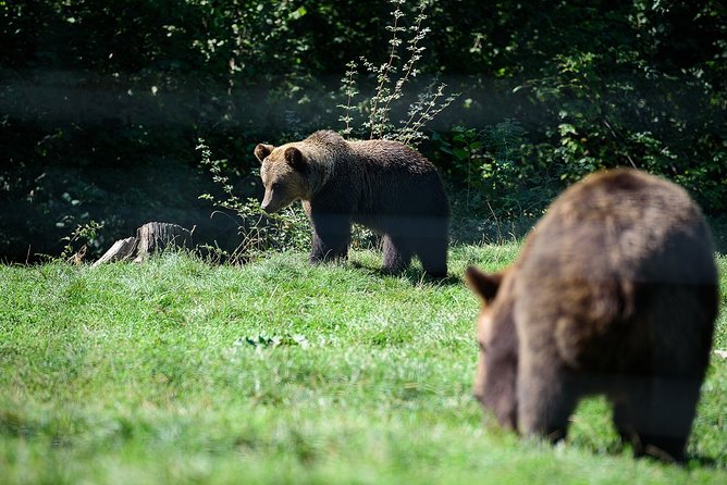 Bears Libearty Sanctuary and Bran Castle Day Trip - Exploring Bears Libearty Sanctuary