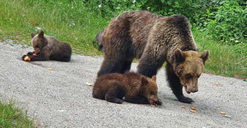 Bears Sanctuary, Bran Castle and Brasov City - Private Tour - Itinerary Highlights