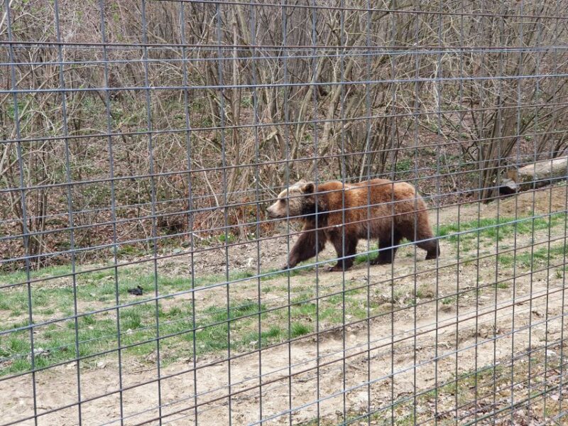 Bears Sanctuary, Bran Castle and Brasov City - Private Tour - Bran Castle Tour