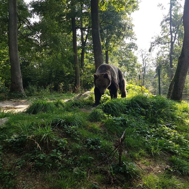 Bears Sanctuary, Bran Castle and Brasov City - Private Tour - Exploring Brasov City
