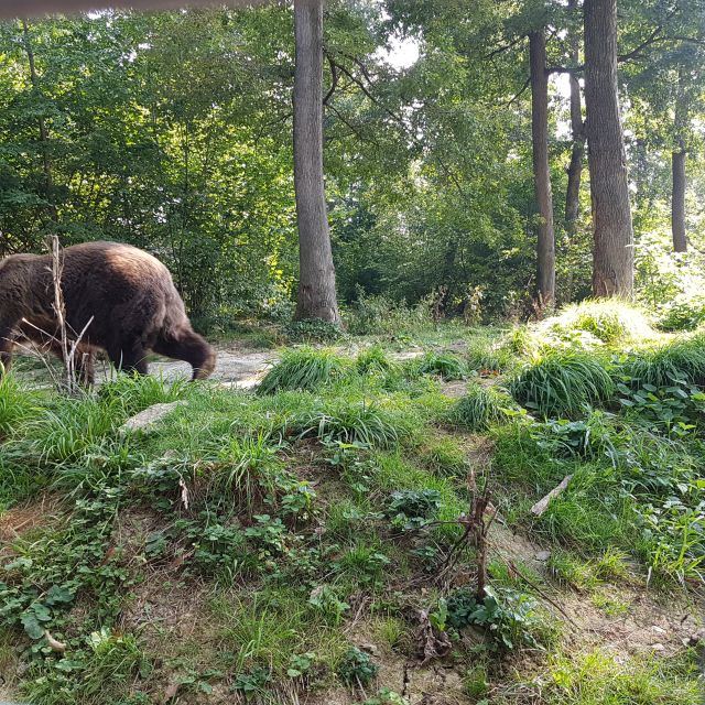Bears Sanctuary, Bran Castle and Brasov City - Private Tour - Customer Feedback