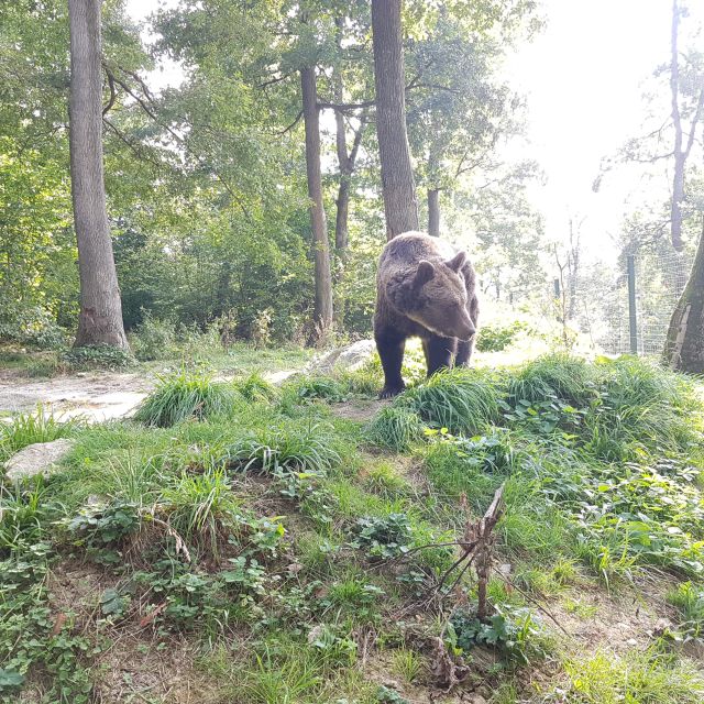 Bears Sanctuary, Bran Castle and Brasov City - Private Tour - Frequently Asked Questions