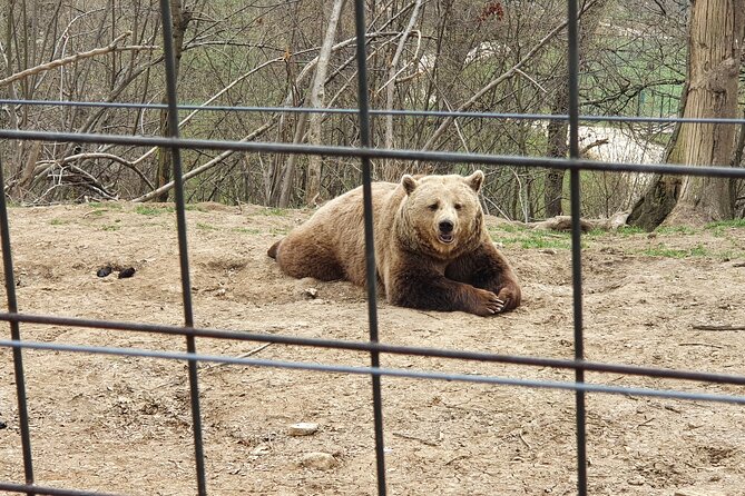 Bears Sanctuary, Dracula Castle and Brasov City - Full Day Trip From Bucharest - Exploring the Bears Sanctuary
