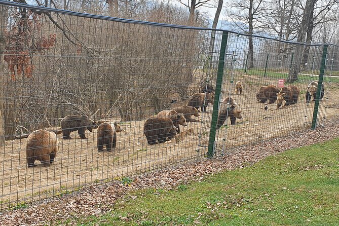 Bears Sanctuary, Dracula Castle and Brasov City - Full Day Trip From Bucharest - Wandering Through Brasovs Historic City
