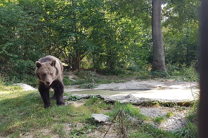 Bears Sanctuary, Dracula Castle and Brasov City - Full Day Trip From Bucharest - Customer Feedback and Satisfaction