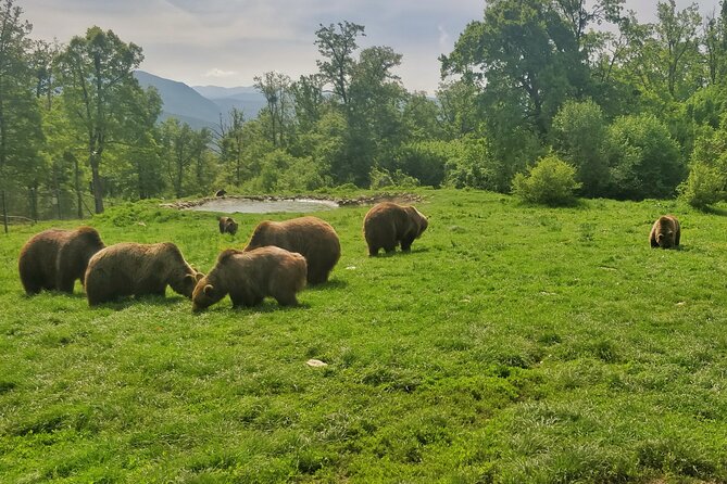 Bears Sanctuary, Dracula Castle and Poiana Brasov-Private Day Tour From Brasov - Legends of Vlad the Impaler