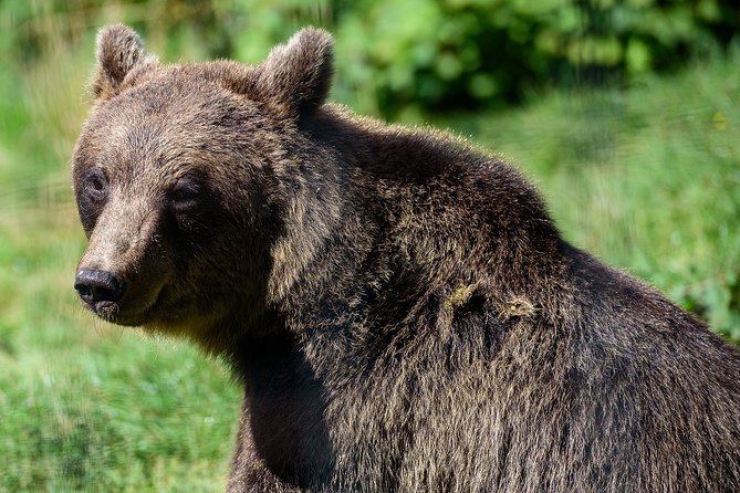 Bears Sanctuary & Dracula Castle - Tickets Included - Transportation
