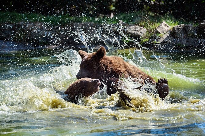 Bears Sanctuary & Dracula Castle - Tickets Included - Experience Details