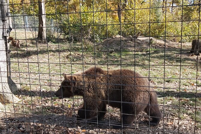 Bears Sanctuary Zarnesti, Bran Castle, Moieciu Village, Rasnov Fortress - Bran Castle