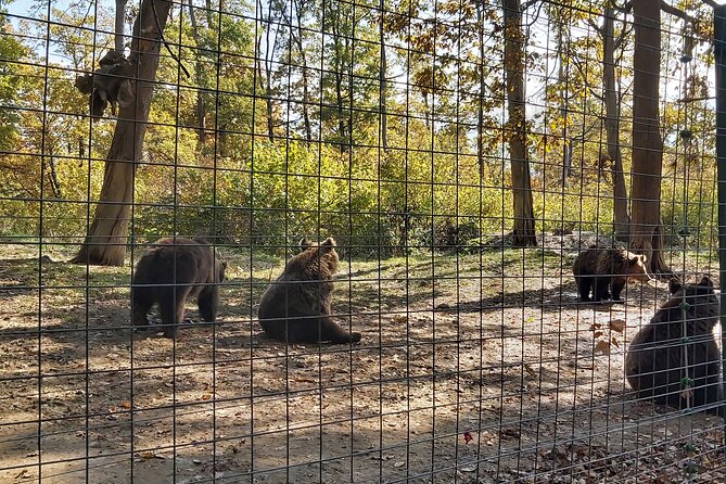 Bears Sanctuary Zarnesti, Bran Castle, Moieciu Village, Rasnov Fortress - Bears Sanctuary Zarnesti