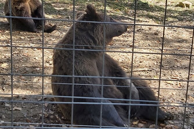 Bears Sanctuary Zarnesti, Bran Castle, Moieciu Village, Rasnov Fortress - Moieciu Village