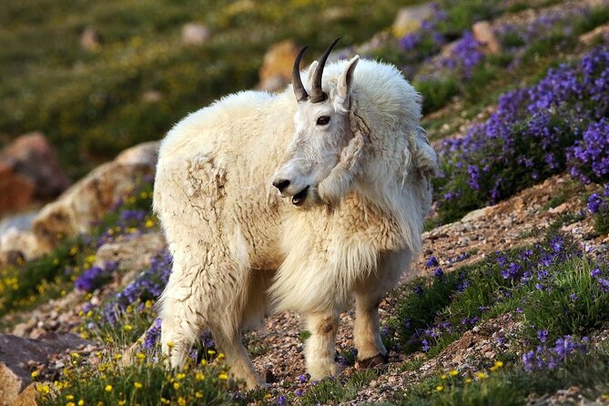 Beartooth Highway Private Half Day Tour - Meeting and Pickup Details