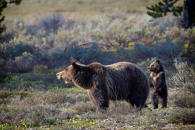 Beartooth Highway Private Half Day Tour - Maximize Your Beartooth Highway Experience