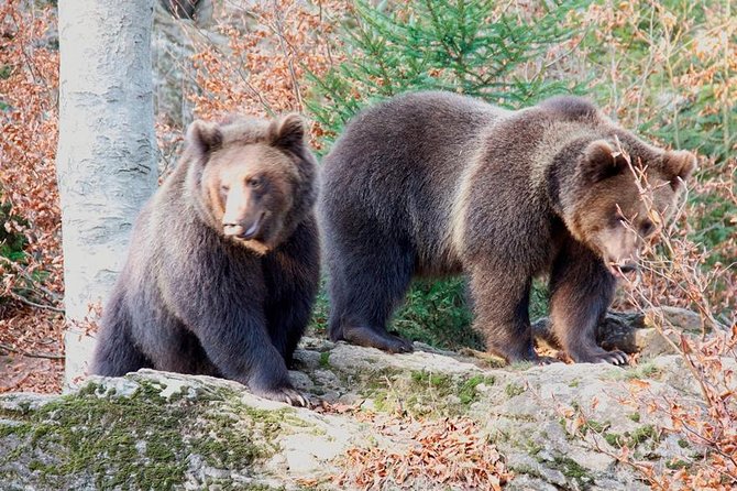 Bearwatching Hiking Day Tour in High Tatras From Poprad - Tour Details