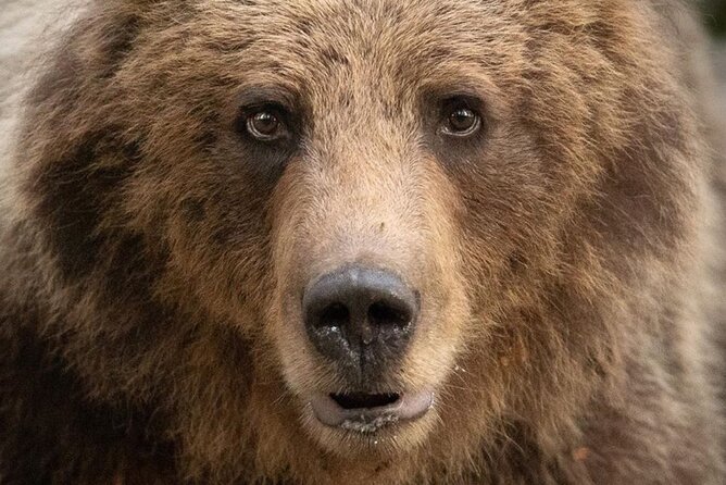 Bearwatching Hiking Day Tour in High Tatras From Poprad - Inclusions