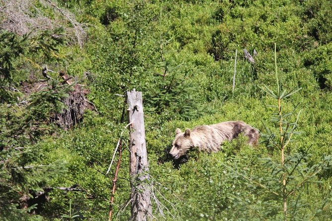 Bearwatching Hiking Day Tour in High Tatras From Poprad - Availability