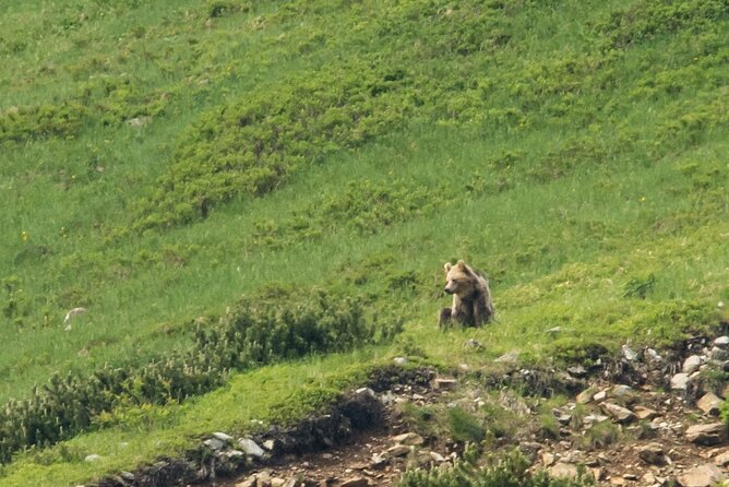 Bearwatching Hiking Day Tour in High Tatras From Poprad - Exploring the High Tatras