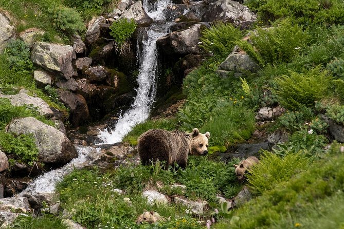 Bearwatching Hiking Day Tour in High Tatras From Poprad - Wildlife Spotting