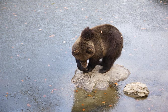 Bearwatching Hiking Day Tour in High Tatras From Poprad - Guides Expertise