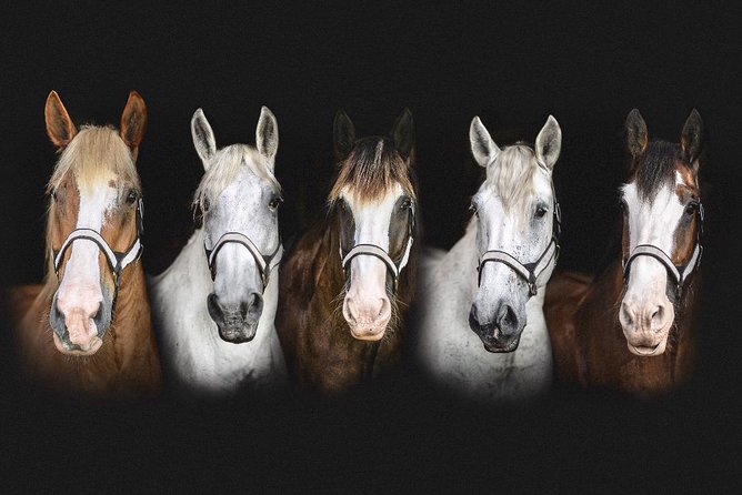 Beaufort's #1 Horse & Carriage History Tour - Historic Highlights
